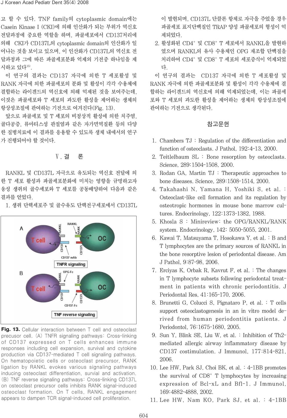 파골세포분화 억제의 기전중 하나임을 제 시하고 있다 15). 이 연구의 결과는 CD137 자극에 의한 T 세포활성 및 RANK 자극에 의한 파골세포의 분화 및 활성이 각각 수용체에 결합하는 라이겐드의 역신호에 의해 억제된 것을 보여주는데, 이것은 파골세포와 T 세포의 과도한 활성을 제어하는 생체의 항상성조절에 관여하는 기전으로 여겨진다(Fig. 13).