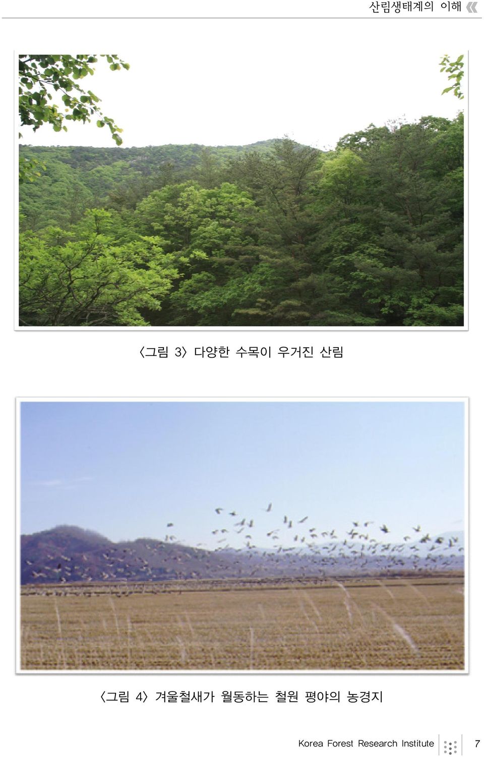 월동하는 철원 평야의 농경지 Korea