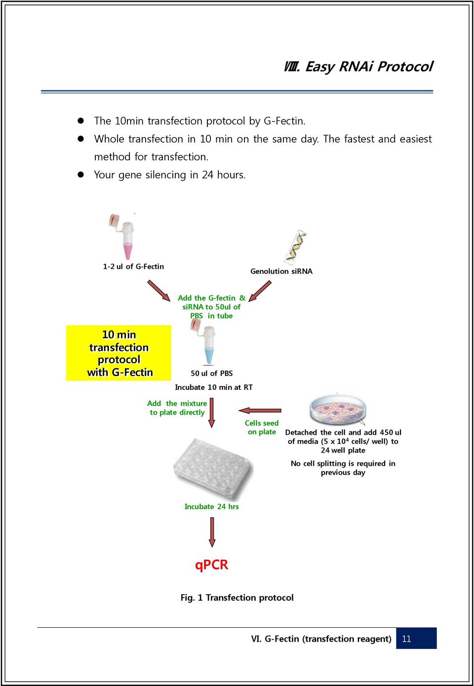 1-2 ul of G-Fectin Genolution sirna Add the G-fectin & sirna to 50ul of PBS in tube 10 min transfection protocol with G-Fectin 50 ul of PBS Incubate 10 min