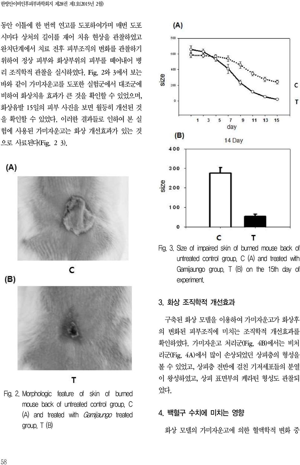 3. 화상 조직학적 개선효과 Fig. 2.