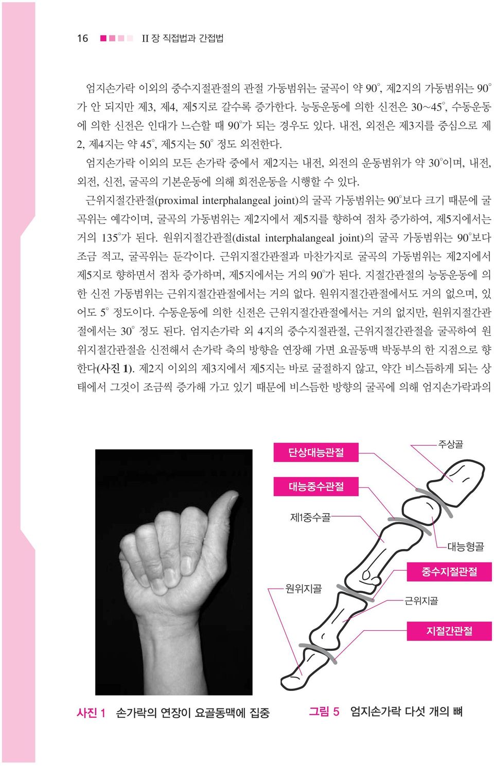 근위지절간관절(proximal interphalangeal joint)의 굴곡 가동범위는 90 보다 크기 때문에 굴 곡위는 예각이며, 굴곡의 가동범위는 제2지에서 제5지를 향하여 점차 증가하여, 제5지에서는 거의 135 가 된다. 원위지절간관절(distal interphalangeal joint)의 굴곡 가동범위는 90 보다 조금 적고, 굴곡위는 둔각이다.