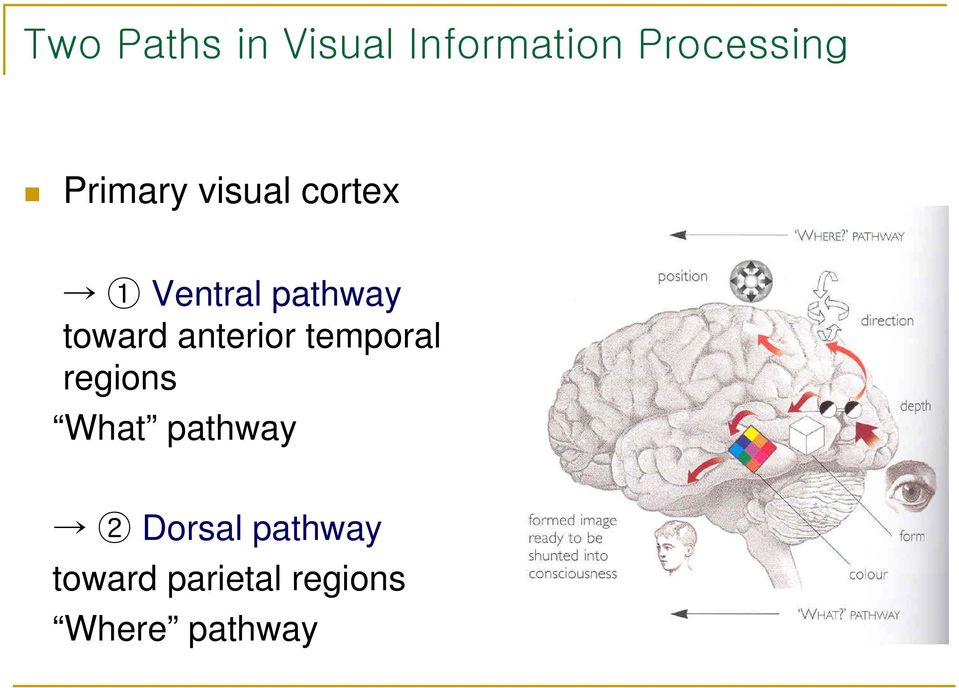 anterior temporal regions What pathway