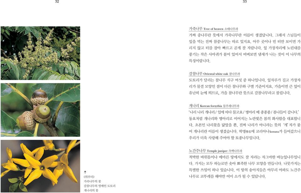 white oak, Korean