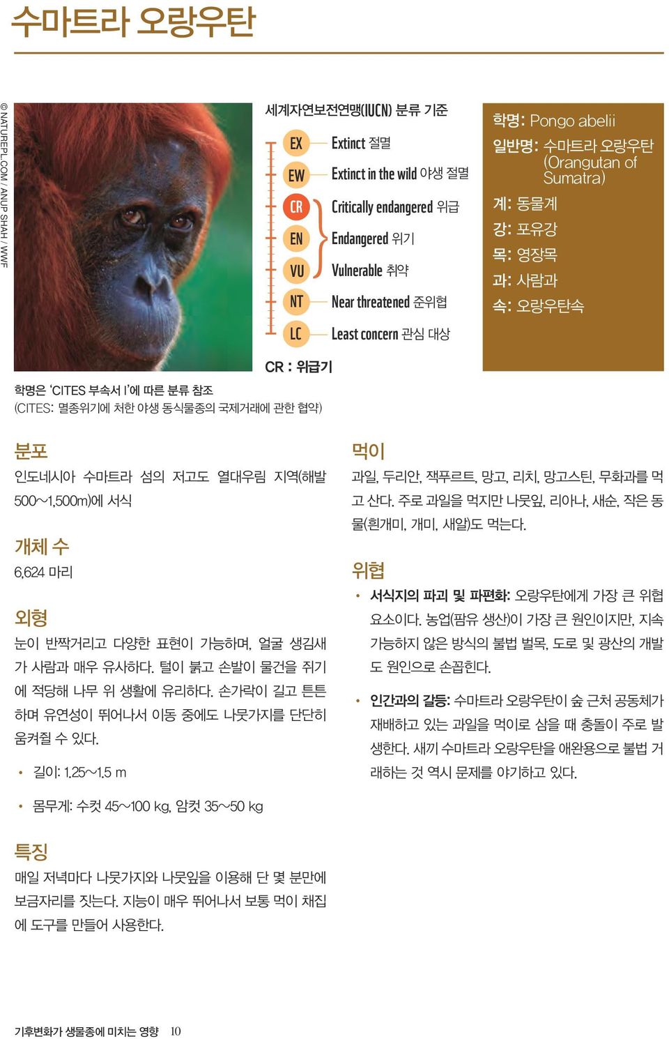 오랑우탄 (Orangutan of Sumatra) 계: 동물계 강: 포유강 목: 영장목 과: 사람과 속: 오랑우탄속 CR : 위급기 학명은 CITES 부속서 I 에 따른 분류 참조 (CITES: 멸종위기에 처한 야생 동식물종의 국제거래에 관한 협약) 분포 인도네시아 수마트라 섬의 저고도 열대우림 지역(해발 500~1,500m)에 서식 개체 수 6,624