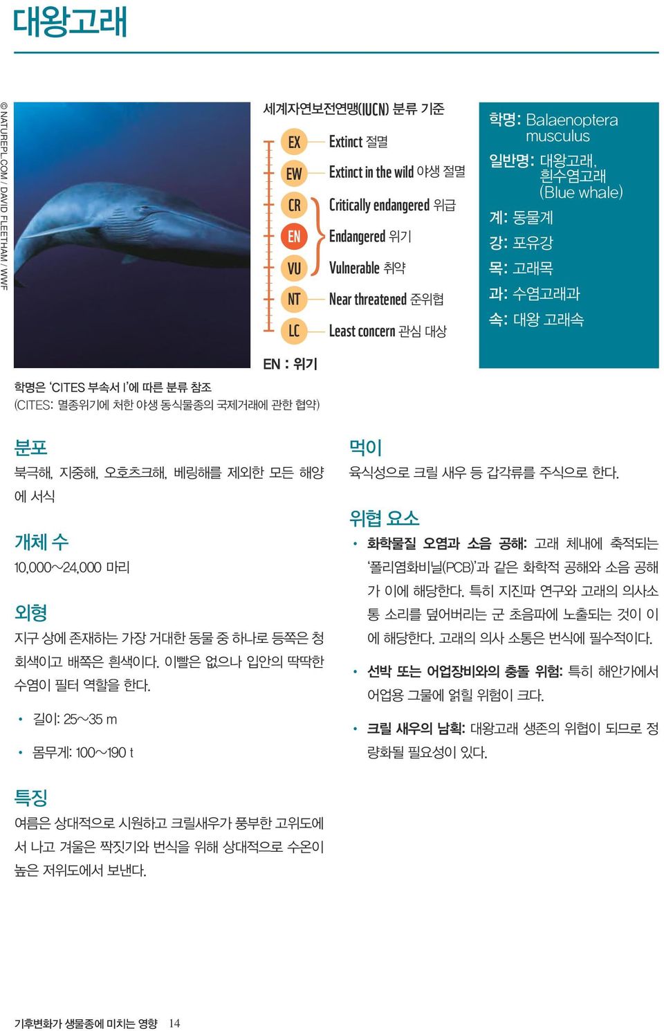 musculus 일반명: 대왕고래, 흰수염고래 (Blue whale) 계: 동물계 강: 포유강 목: 고래목 과: 수염고래과 속: 대왕 고래속 EN : 위기 학명은 CITES 부속서 I 에 따른 분류 참조 (CITES: 멸종위기에 처한 야생 동식물종의 국제거래에 관한 협약) 분포 북극해, 지중해, 오호츠크해, 베링해를 제외한 모든 해양 에 서식 개체 수