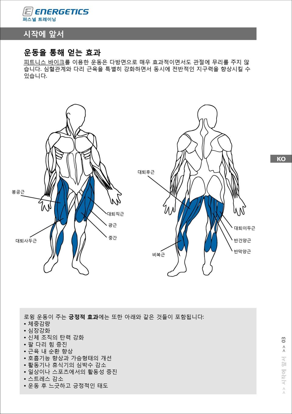 대퇴후근 봉공근 대퇴직근 대퇴사두근 광근 중간 대퇴이두근 반건양근 비복근 반막양근 로윙 운동이 주는 긍정적 효과에는 또한 아래와 같은 것들이 포함됩니다: