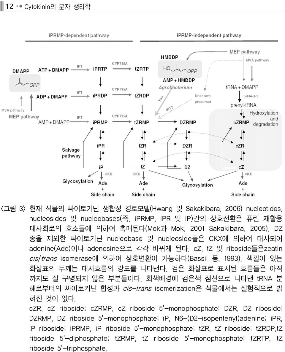 cz, tz 및 riboside들은zeatin cis/trans isomerase에 의하여 상호변환이 가능하다(Bassil 등, 1993). 색깔이 있는 화살표의 두께는 대사흐름의 강도를 나타낸다. 검은 화살표로 표시된 흐름들은 아직 까지도 잘 구명되지 않은 부분들이다.