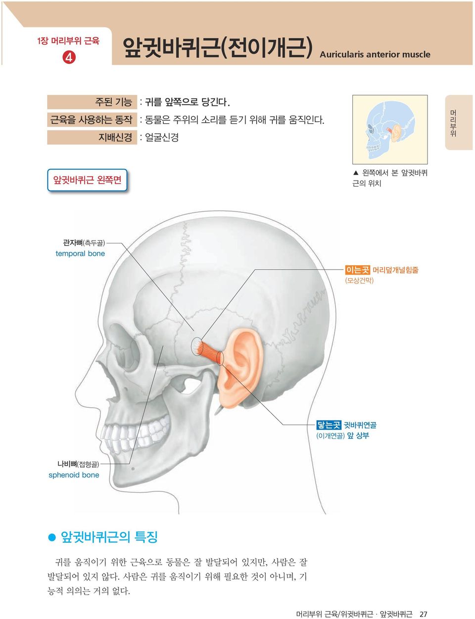 지배신경 : 얼굴신경 앞귓바퀴근 왼쪽면 왼쪽에서 본 앞귓바퀴 근의 위치 관자뼈(측두골) temporal bone 이는곳 머리덮개널힘줄 (모상건막) 닿는곳