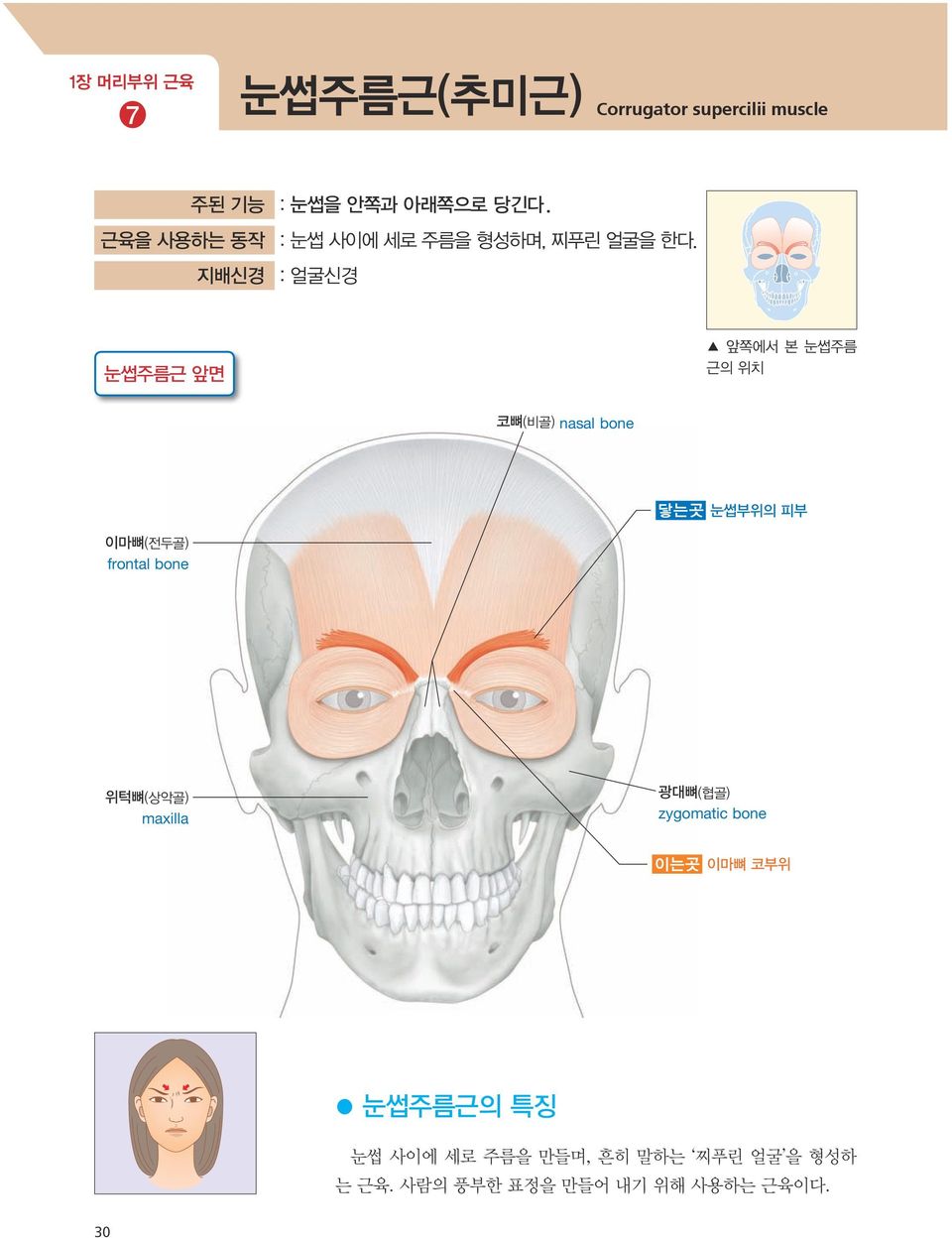 지배신경 : 얼굴신경 눈썹주름근 앞면 앞쪽에서 본 눈썹주름 근의 위치 코뼈(비골) nasal bone 닿는곳 눈썹부위의 피부 이마뼈(전두골)