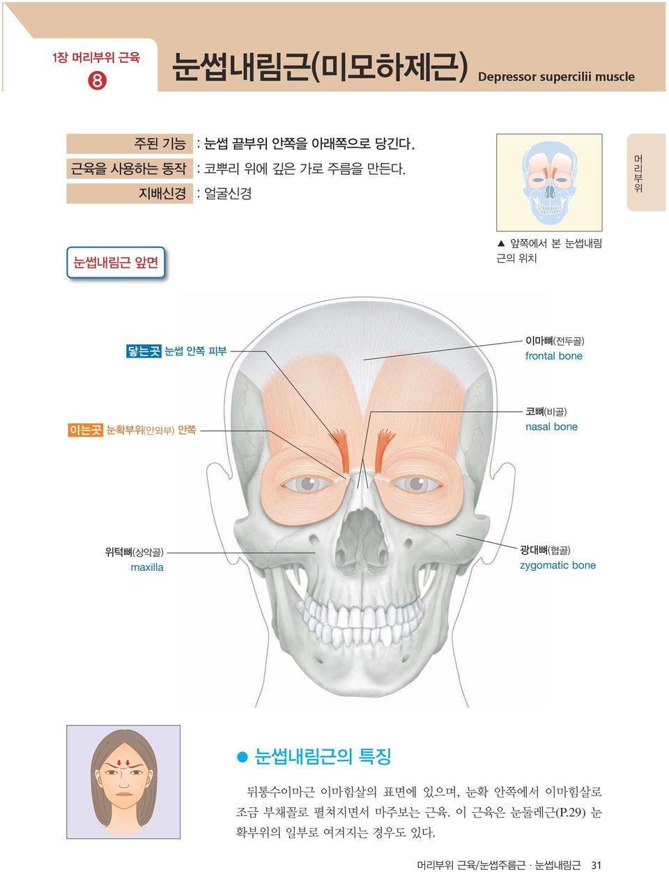 안쪽 코뼈(비골) nasal bone 위턱뼈(상악골) maxilla 광대뼈(협골) zygomatic bone 눈썹내림근의 특징 뒤통수이마근 이마힘살의 표면에 있으며,