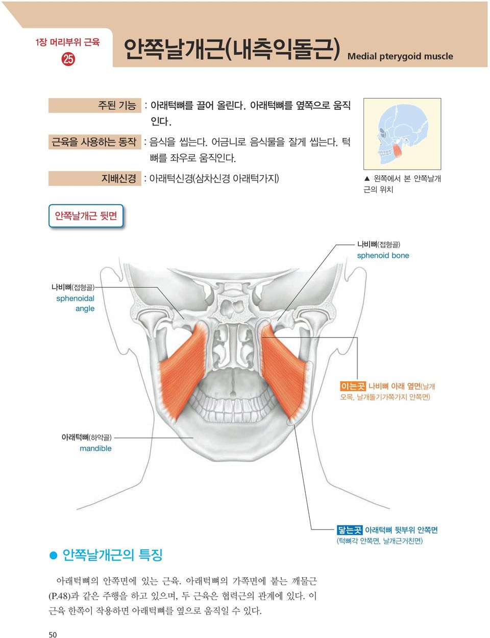 지배신경 : 아래턱신경(삼차신경 아래턱가지) 왼쪽에서 본 안쪽날개 근의 위치 안쪽날개근 뒷면 나비뼈(접형골) sphenoid bone 나비뼈(접형골) sphenoidal angle 이는곳