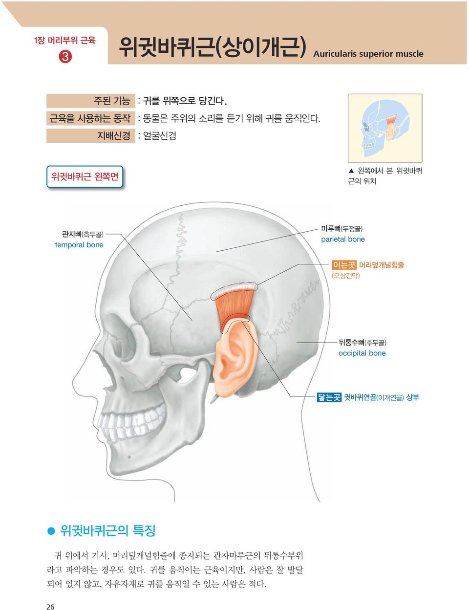 지배신경 : 얼굴신경 위귓바퀴근 왼쪽면 왼쪽에서 본 위귓바퀴 근의 위치 관자뼈(측두골) temporal bone 마루뼈(두정골) parietal bone 이는곳