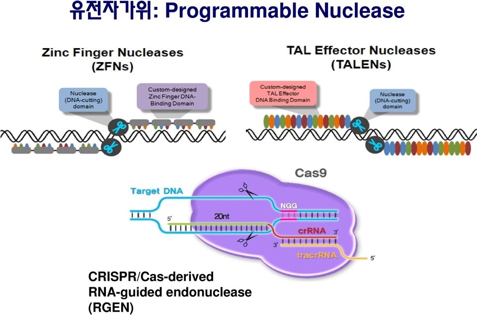 Nuclease