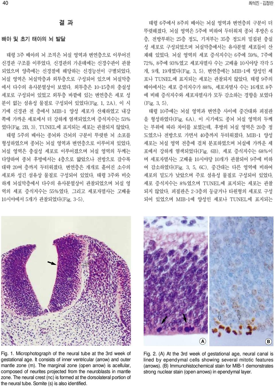 TUNEL에 표지되는 세포는 관찰되지 않았다. 태령 5주의 배아는 종뇌와 간뇌의 구분이 뚜렷한 뇌 소포를 형성하였으며 종뇌는 뇌실 영역과 변연층으로 이루어져 있었다. 뇌실 영역은 충실성 세포로 이루어졌으며 뇌실 영역의 두께는 다양하여 종뇌 후방에서는 4층으로 얇았으나 전방으로 갈수록 대략 20여 층까지 두터워졌다.