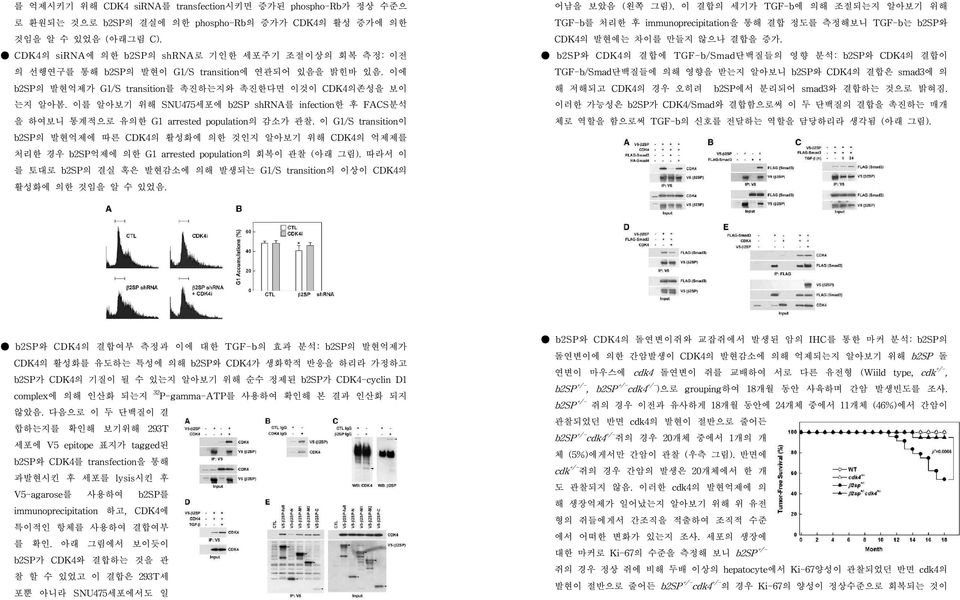 이를 알아보기 위해 SNU475세포에 b2sp shrna를 infection한 후 FACS분석 을 하여보니 통계적으로 유의한 G1 arrested population의 감소가 관찰.