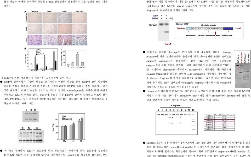 나 b2sp에 의한 세포생장과 세포사의 조절기전에 관한 연구 b2sp의 발현저하가 간암의 발생을 증가시키는 이전의 연구를 통해 b2sp가 간의 항상성에 중요한 역할을 하리라 가정하고 간손상을 유도하였을때 b2sp의 변화를 추적.