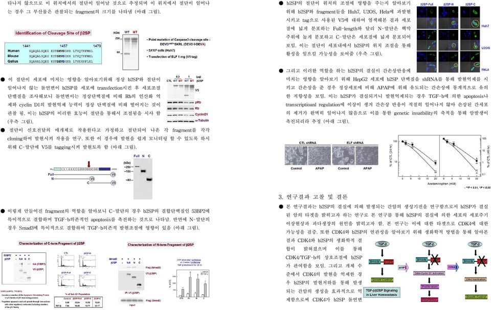 이는 절단이 세포내에서 b2sp의 위치 조절을 통해 활성을 일으킬 가능성을 보여줌 (우측 그림).