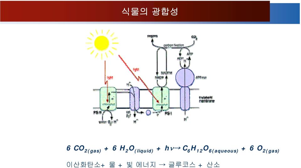 O 6(aqueous) + 6 O 2(gas)