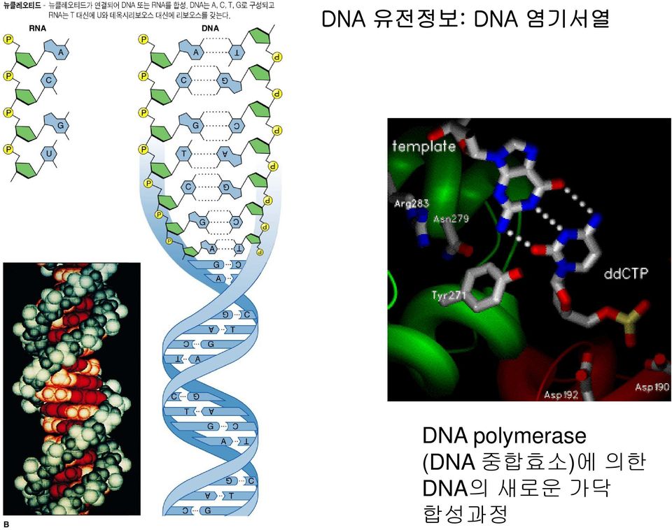 polymerase (DNA