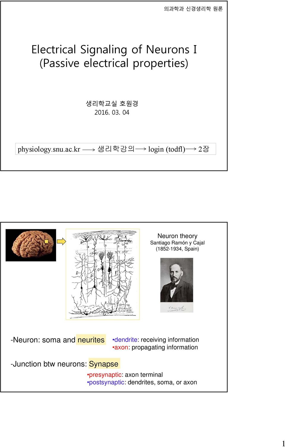 kr 생리학강의 login (todfl) 2장 Neuron theory Santiago Ramón y Cajal (1852-1934, Spain) -Neuron: soma