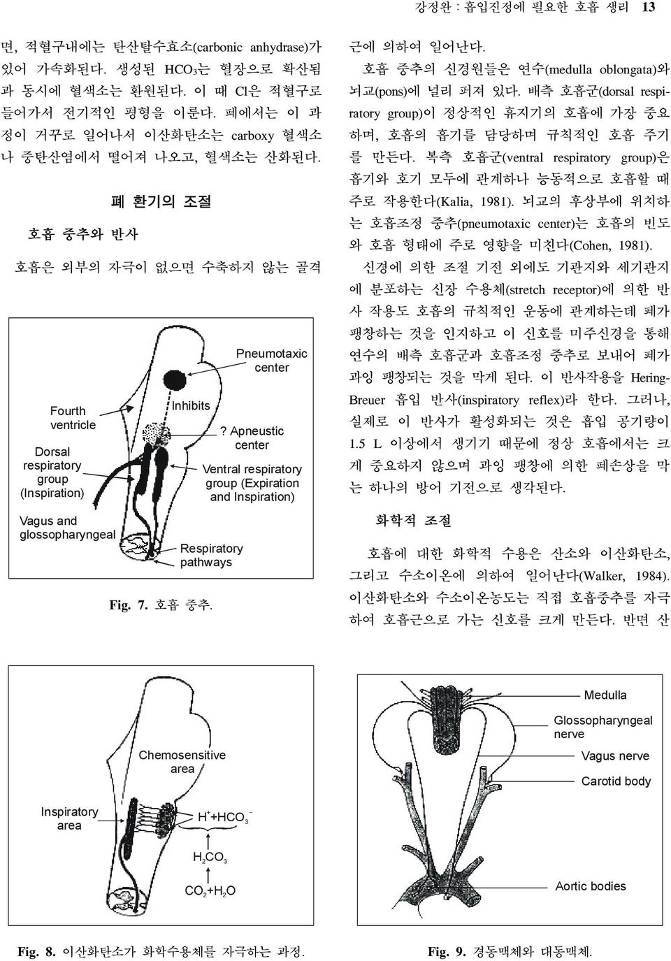 호흡 중추와 반사 Fourth ventricle Dorsal respiratory group (Inspiration) Vagus and glossopharyngeal 폐 환기의 조절 호흡은 외부의 자극이 없으면 수축하지 않는 골격 Inhibits Pneumotaxic center?