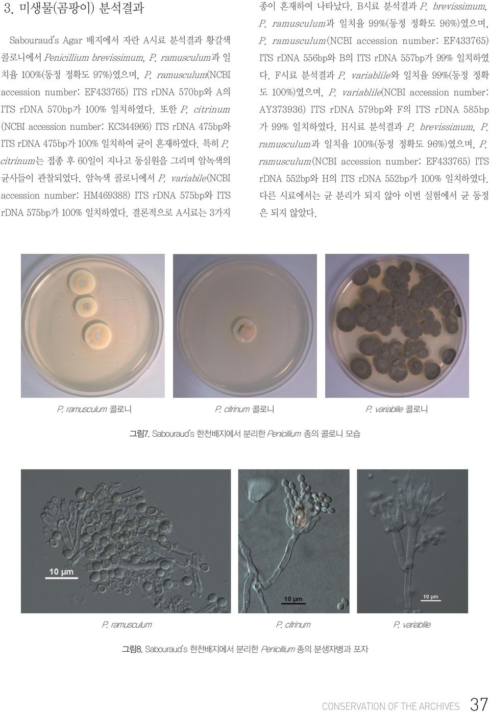 variablile 와 일치율 99%(동정 정확 accession number: EF433765) ITS rdna 570bp와 A의 도 100%)였으며, P. variablile(ncbi accession number: ITS rdna 570bp가 100% 일치하였다. 또한 P.