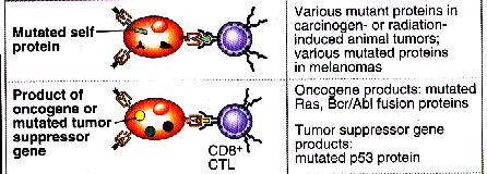 3. 변이된유전자산물 : suppressor oncogenes p53