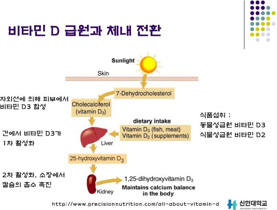 식물성급원 비타민 D2 2차 활성화, 소장에서 칼슘의 흡수 촉진