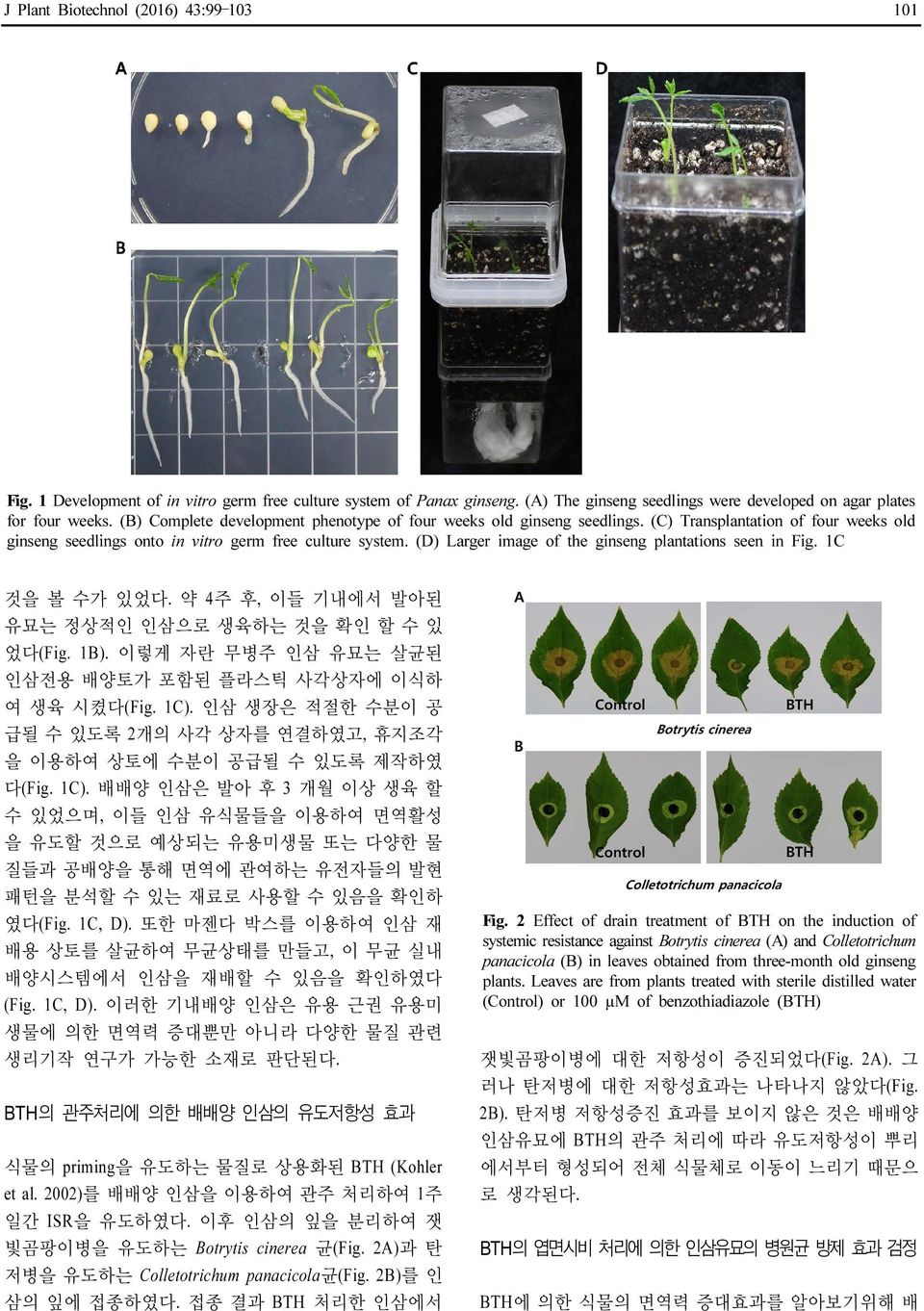 (D) Larger image of the ginseng plantations seen in Fig. 1C 것을 볼 수가 있었다. 약 4주 후, 이들 기내에서 발아된 유묘는 정상적인 인삼으로 생육하는 것을 확인 할 수 있 었다(Fig. 1B).