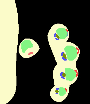 Fig. 14. Segmented images of the left upper limb.