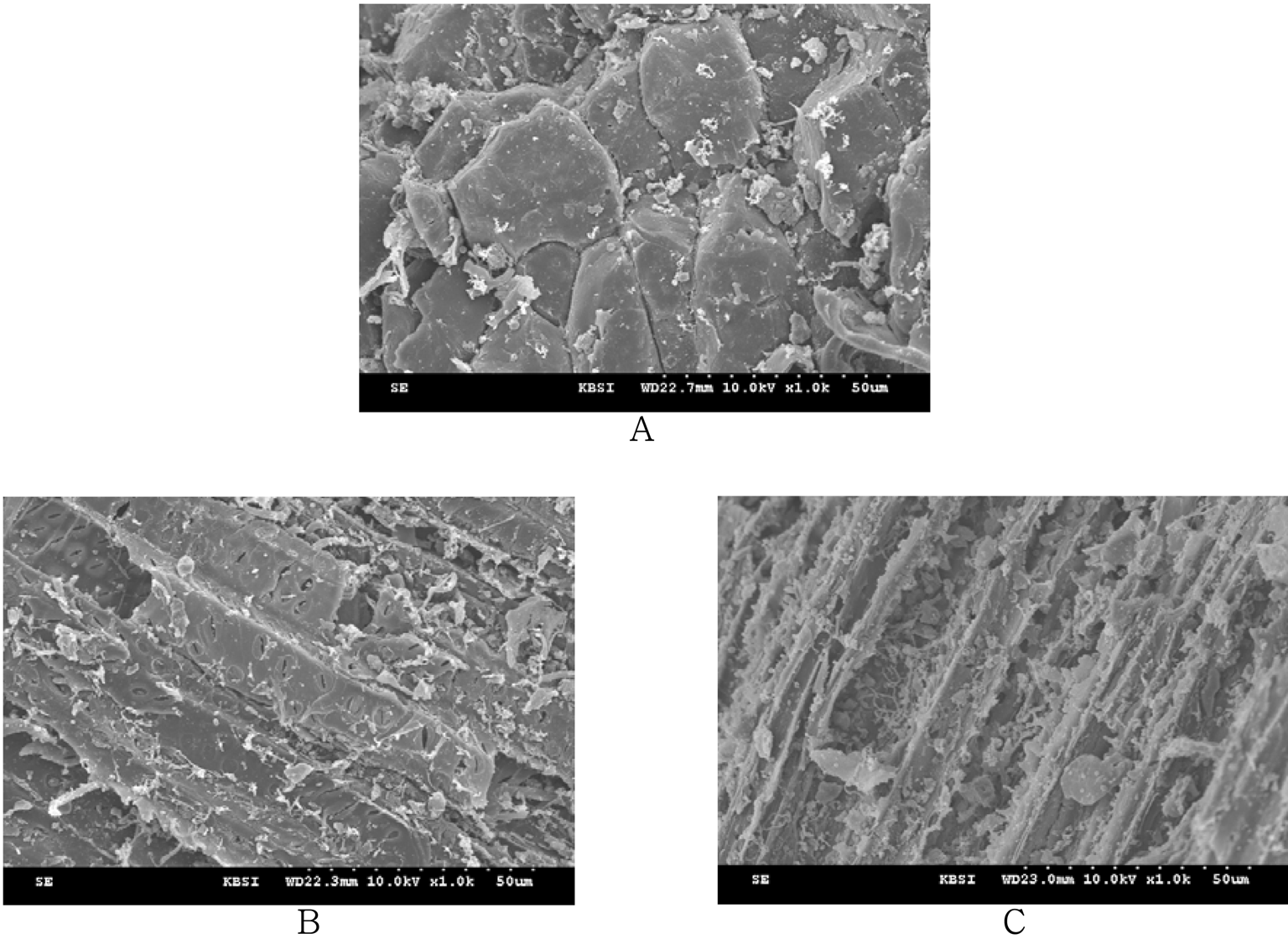 Jin Ling 김지선 서용창 최운용 안주희 마충제 윤창순 이현용 Fig. 4. Morphology observation of Berberis koreana bark by SEM (A: water extract at 100, control. B: fermentation extract by Lactobacillus paracasei.