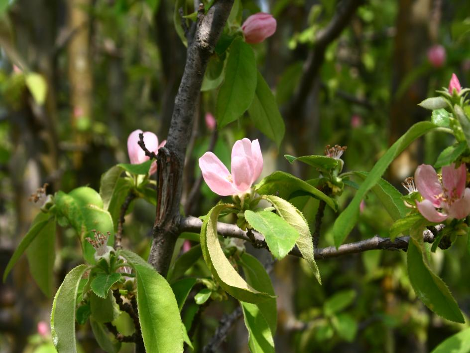26. 모과나무 음양성 : 양수 생장속도 : 느림 모과나무 Chaenomeles sinensis