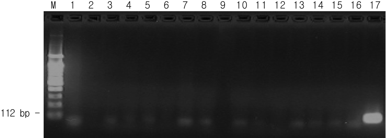 142 송정영 등 Fig. 2. Specific PCR amplification of Botrytis cinerea isolates by species-specific primer set (BTF1/BTR1).