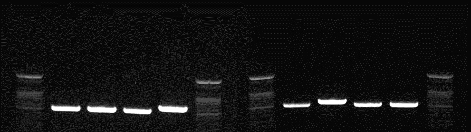 PCR