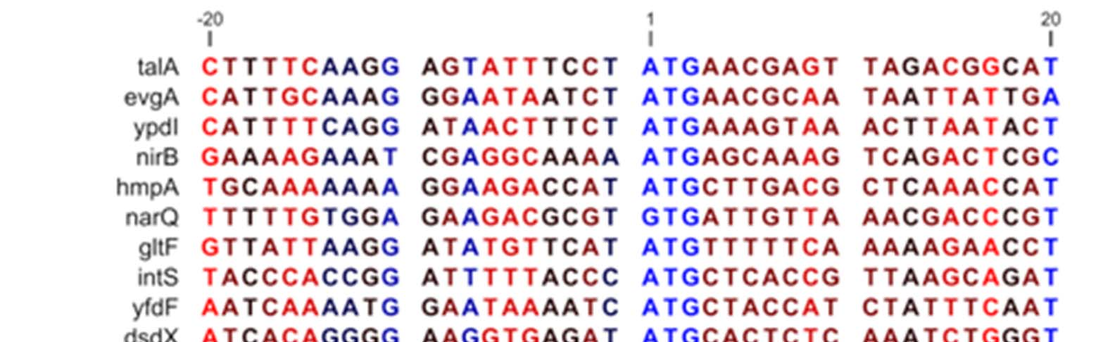 각종으로부터얻어진 DNA 서열들은정렬