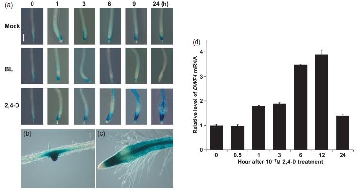 DWF4는 BR생합성의후기과정에관여하는효소를암호화하는유전자인데, DWF4의발현은식물체내의 BR의수준을높임 (Kim et al. 2006). 이런 DWF4의발현을조절하는인자들과그매커니즘을규명하기위해 2,4-D를처리하였고, 이는뿌리끝과뿌리털에서 DWF4 발현이급격한증가를보임 ( 그림 3).