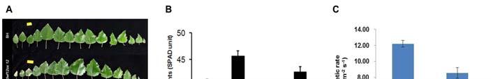 포플러형질전환체잎의엽록소함량및광합성효율 A. 잎표현형비교 B. SPAD meter로측정한형질전환체잎엽록소함량 C.