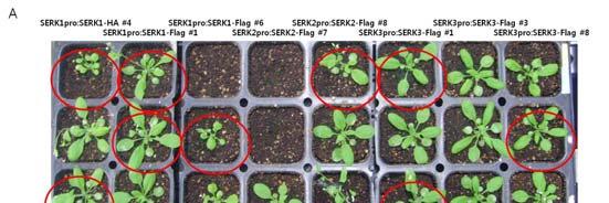 하고있음. 야생형애기장대에 SERK1, SERK2, SERK3를유전자프로모터분석용벡터인 pbgwfs7과해당유전자발현위치와시기를확인할수있도록