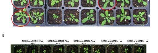 클로닝된벡터를식물체내에형질전환하여 2세대에걸쳐각각의 SERK와그벡터에대한동형접합라인을확보함 ( 그림 19와 20).