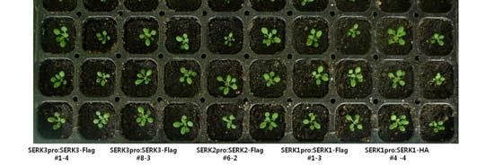SERK2 역시키가조금작아지는표현형을보임 ( 그림 21). 그림 20 SERKs 과발현체의동형접합체선별 A. T2 세대 B.