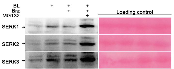 또한, 단백질안정성여부에대한실험을한결과 BR의보조수용체인 BAKs (SERK1, SERK2, SERK3) 형질전환체를대상으로 BL, BRZ