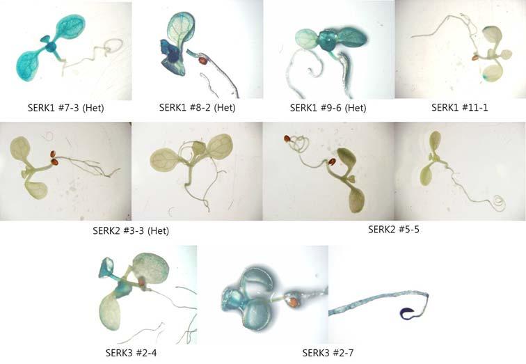 유전자발현위치와시기를확인할수있도록 GUS 를보기위하여클로닝된벡터를식물체내에형질전환하여 2세대에걸쳐동형접합체라인을선별함. SERK1 유전자의발현 GUS 발현위치는그림와같이잎을포함한정단부분에서발현이강하게되었으며, SERK3는잎을포함하여뿌리에서도강하게발현이되었음 ( 그림 23).