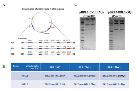 이 HA, Flag, cmyc인 pearlygate 301, 302, 303 vector 에최종클로닝하여애기장대에형질전환함 ( 그림 24).