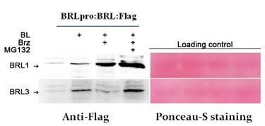 MG132를같이처리하였을때에는단백질분해가억제되어축적됨 ( 그림 26). BRL1 PRO :BRL1과 BRL3 PRO :BRL3 형질전환식물체의동형접합체의표현형분석결과 5일된유식물체의경우야생형에비해길이생장이느리고, 하배축및뿌리길이가작은편임.