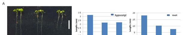 그림 27 BRL1 PRO :BRL1-Flag 와 BRL3 PRO :BRL3-Flag 동형접합체의표현형분석 A. 5일된형질전환유식물체표현형과하배축및뿌리길이 B. 3주된형질전환식물체의개화시기차이 C.
