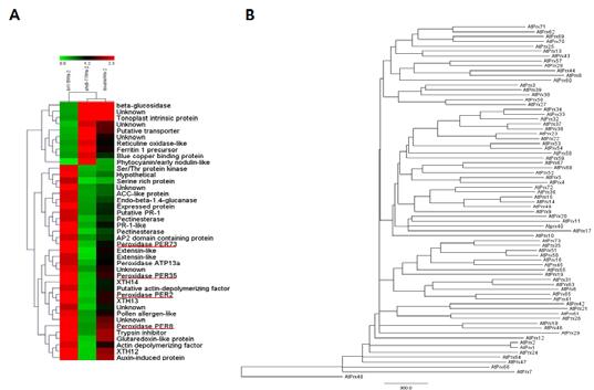 광수용체돌연변이 (phyb) 에서하향조절되지만브라시노스테로이드결함돌연변이 (bri1-5) 에서상향조절되는퍼옥시다제들을대상으로다음과같은 RNAi 형질전환식물체- 35Spro:Prx2 RNAi (ph7gwiwgii:prx02), 35Spro:Prx8 RNAi