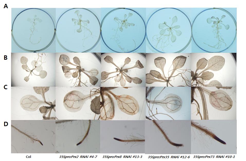DAB 염색후잎은 95% 에탄올에서 10분 그림 31 6일된 35Spro:Prx2 RNAi, 35Spro:Prx8 RNAi, 35Spro:Prx35 RNAi, 35Spro:Prx73 RNAi 형질전환동형접합체라인퍼옥시다제활성 그림 32 축척정도 H 2 O 2 를확인하기위해 2주된야생형과 35Spro:Prx2 RNAi, 35Spro:Prx8 RNAi,