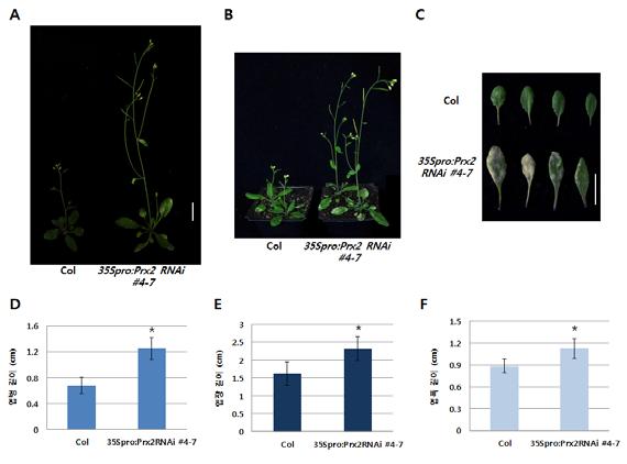 야생형과 35Spro:Prx2 RNAi 형질전환식물체의차이를보다자세하게관찰하기위하여 52개이상의식물체에서자엽을제외한 5번 그림 33 장일조건에서성장시킨야생형과 35Spro:Prxs RNAi 형질전환체에서꽃대 (bolting) 시간이다름 째잎의엽병, 엽장,