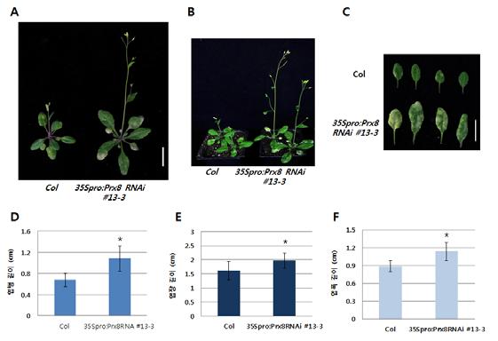 A와 B는야생형과 35Spro:Prx2 RNAi 형질전환체의표현형을확인한그림이며 C는자엽을제외한 5, 6, 7, 8번째잎, D, E, F는각각 5번째잎의엽병, 병장, 엽폭길이. 이미지눈금막대 = 2 cm. 배, 1.2 배증가됨 ( 그림 34D~F).