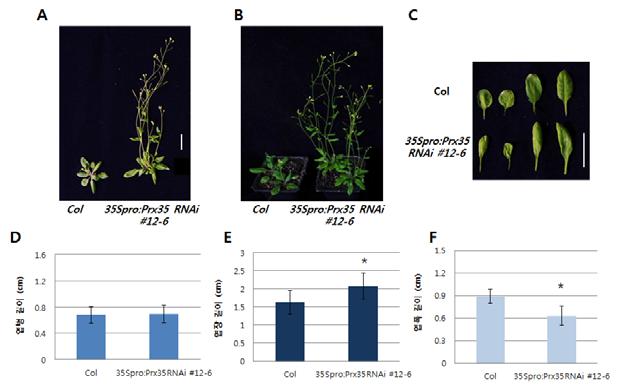 를보다자세하게관찰하기위하여 52개이상의식물체에서자엽을제외한 5번째잎의엽병, 엽장, 엽폭길이를그래프로도식화한결과야생형에비해각각 1.6배, 1.2배, 1.3배모두증가됨 ( 그림 35D~35F). 35Spro:Prx8 RNAi 형질전환체는전체적으로빠른성장을보임.